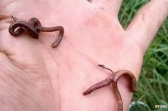 保存蚯蚓长期不死的方法是什么 蚯蚓正确保存及养殖方法