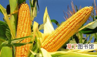 玉米做有机肥的方法 怎么用玉米做有机肥