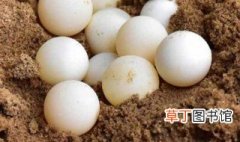 如何保存乌龟蛋防止变质 正确存放乌龟蛋的教程