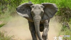大象耳朵的作用是什么大象耳朵的特殊作用介绍