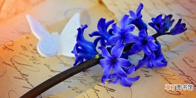 紫薇花的花语和寓意是什么 12星座的代表之花介绍