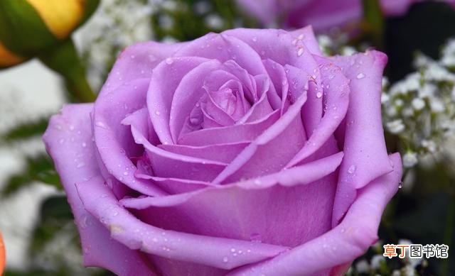 紫薇花的花语和寓意是什么 12星座的代表之花介绍