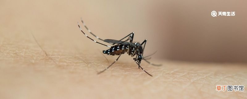 花蚊子和普通蚊子有什么区别 花蚊子和普通蚊子区别是什么
