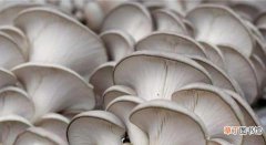 常吃的蘑菇的种类有哪些 盘点常见可食用蘑菇