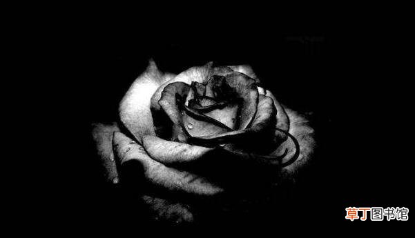 黑色玫瑰的花语是什么意思 黑玫瑰的花语及代表含义