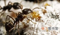 如何培养蚂蚁 饲养蚂蚁的方法