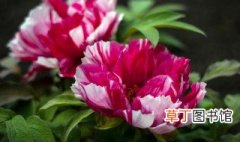 广东的牡丹花怎样养 广东的牡丹花应该怎么养