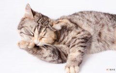 猫咪流口水是什么原因 猫咪流口水的7个原因