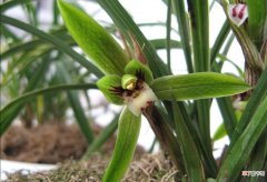 新手养兰花的正确方法 新手养兰花的4个养护关键点