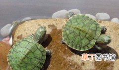 如何养小巴西龟 小巴西龟养殖方法