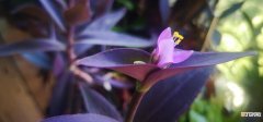 紫竹梅的养殖方法和注意事项 5个小窍门轻松养好紫竹梅
