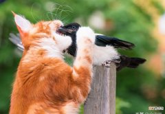猫草怎么给猫咪吃 食用猫草的6个误区