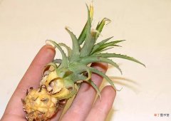 种菠萝的方法和步骤 在家种菠萝的养护注意事项