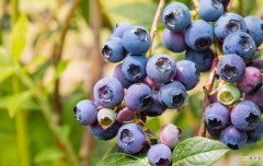 蓝莓是酸性还是碱性 蓝莓的六点常识小科普