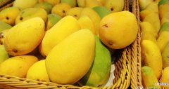 芒果怎样储藏时间比较久 芒果的4个保存方法总结