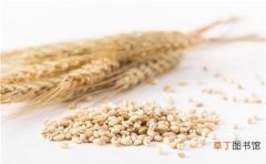 小麦和大麦有什么区别 大麦和小麦的区别及营养