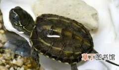 绿线草龟如何养 绿线草龟养殖方法