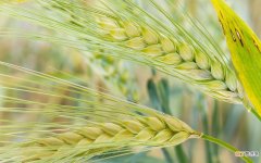 大麦和小麦的区别是什么 大麦与小麦的8个区别