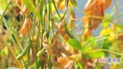 种豆子的步骤怎么种植 黄豆种植的技巧及过程指南