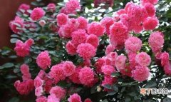 粉色蔷薇的花语是什么 各色蔷薇花所代表的寓意