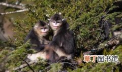 滇金丝猴属于国家几级保护动物 滇金丝猴保护董书属于几级