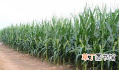 吉林最好的玉米品种 产量高储量大