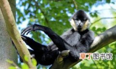 高黎贡白眉长臂猿属于几级重点保护野生动物 高黎贡白眉长臂猿