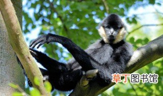 高黎贡白眉长臂猿属于几级重点保护野生动物 高黎贡白眉长臂猿属于多少级保护野生动物