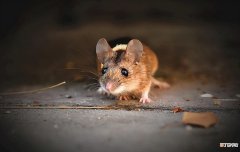 室内灭鼠最快最有效的方法 灭鼠五步法清除家里老鼠