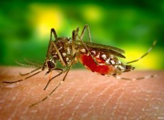 蚊子寿命最长是多长 蚊子的存活时间及吸血原因