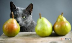 猫可以吃梨吗有害吗 这六种水果营养高还不贵