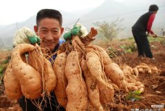 红薯用什么肥料好产量高 种红薯用4这种肥料