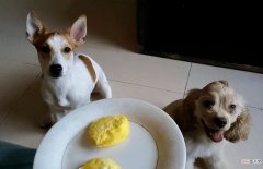狗狗可以吃橘子吗 适合给狗吃的6类食物