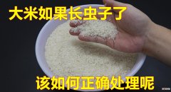 家里有米虫到处爬怎么根除? 家里大米长虫子的处理办法