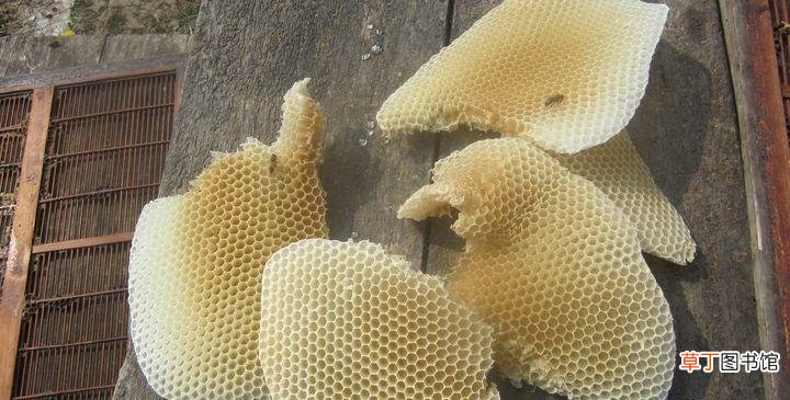 蜂蜡怎么熬制有哪些作用 蜂蜡熬制的过程及材料