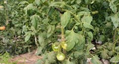 怎样种植西红柿才能高产 番茄种植高产的施肥配方