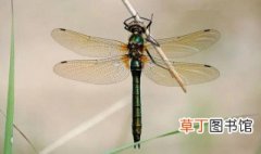为什么蜻蜓的翅膀上有块加厚的翼眼 蜻蜓的翅膀上有块加厚的翼