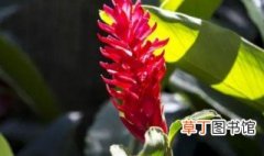 红丝姜花的养殖方法和技巧 红丝姜花如何养殖