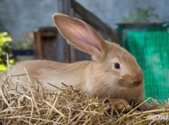 兔子什么时候养殖 家兔在不同季节的饲养管理