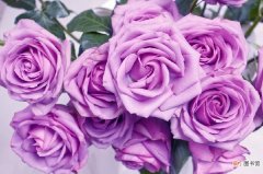 紫玫瑰代表什么意思 紫色玫瑰花的花语和寓意