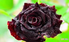 黑色玫瑰花语是什么 各种颜色玫瑰花的花语