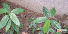 榴莲籽种植方法怎么种 催好芽的榴莲核的注意事项