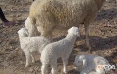 小羊的尾巴有什么作用 羊尾巴用途介绍