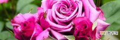蔷薇种子种植方法及时间 蔷薇花种子的种植要点