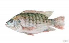 为什么很少人吃罗非鱼 罗非鱼被称为垃圾鱼的原因