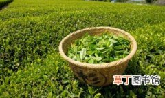 绿茶种子储藏方法 关于保鲜绿茶的方法