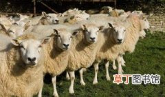 养羊的好处 关于羊的简介