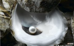 珍珠是怎么形成的?珍珠的形成及质量判断