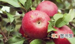 苹果果实的贮藏特性与贮藏条件 如何保存苹果