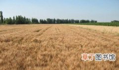 小麦什么时候播种 不同品种不同时间